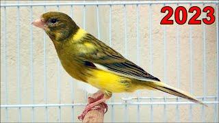 Best Video of the Year to Cheer Up Discouraged Belgian Canary