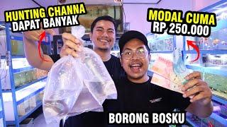 HUNTING CHANNA MODAL RP 250.000! MODAL DARI SUBCRIBER! KITA DAPAT CHANNA APA?