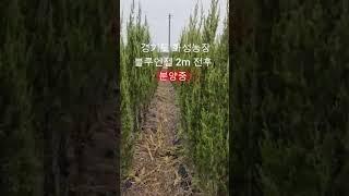 블루엔젤 조경수 유럽풍정원수 화성나무농장 1.5~2m 특가판매