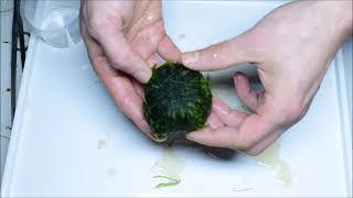 DIY Wabi Kusa (english version )