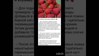 рекомендации по удобрению клубники