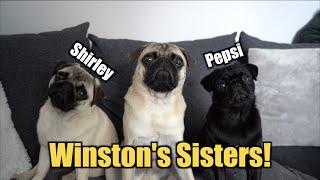 Winston's Sisters Came To Stay With Us! *5 PUGS!*