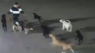 LiveLeak - Woman killed after being attacked by 11 dogs