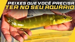 TROUXE O 4º LOTE DE PEIXES DE AGOSTO, E VOCÊ VAI SE SURPREENDER COM ESSES AQUI!