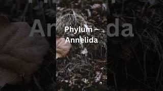 Phylum Annelida Tricks 🪱 | Easy Memory Hacks for Science Students! | Easy science learning