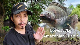 Alam nyo ba yung lowest 7kg na Amazonian Tilapia? | Y5E5