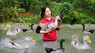 Harvest Many Ducks and Duck Eggs in wild | 3 Days Harvesting Chickens, Bamboo Shoots, Fish