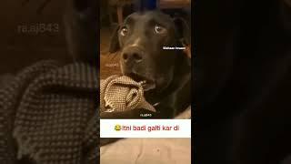 Oooo Bhaari mistake ho gayi | Dog Funny Video | Mahaan Insaan | Mahaan Insaan Memes