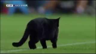 A cat in the stadium in Barcelona - Elche football match