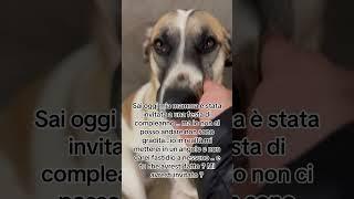 Cane non accettata a una festa di compleanno #cane #festa #compleanno