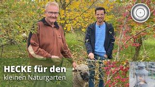 Heimische Wildgehölze als Hecke für den Naturgarten, essbare gesunde Früchte - Teil 1