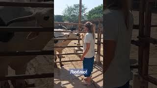 Кормить коров-плюсики к карме.