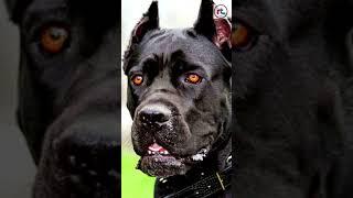 Top 10 facts of Cane Corso | About Cane Corso Dog Breed | #Shorts