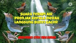 Terapi burung ampuh prenjak kepala merah agar bunyi dan gacor dengan suara  jernih #part 023