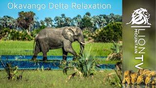 Serenity in the Heart of Nature: Okavango Delta Relaxation  #animalrelaxation