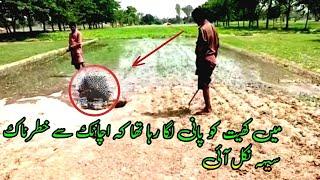 Porcupine/seh ka shikar || Pani lgaty howy seh nikl ae || Hadi mian Tv