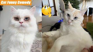 Hilarious Cat Antics That Will Make You LOL!  Daily FUNNY memes Part 6