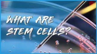 What are Stem Cells? - A Brief Overview