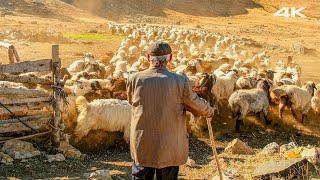 The Last Shepherd in Anzer - The Lonely Man in the Mountains | Documentary