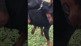 Doberman kawin - Doberman mating pass out #pingsan #enak