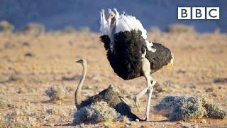 Randy ostrich looking for a mate has MOVES | The Mating Game – BBC