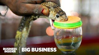 How Antivenom Is Made During A Global Shortage | Big Business | Business Insider