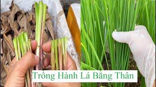 Cách trồng hành lá bằng thân chi tiết nhất