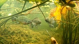 Tarde de pesca con arpón en AGUAS PANTANOSAS con mucha dificultad