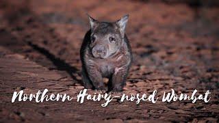 Back from the Brink - Season 4 Episode 2 - Northern Hairy-nosed Wombat