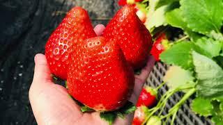 #Sky Berry Japan Strawberry