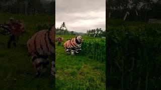 DIKEJAR DIKIRANYA MACAN BENERAN  #funnyvideo