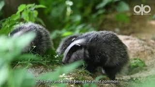 Badgers with Billy Heaney | See Nature