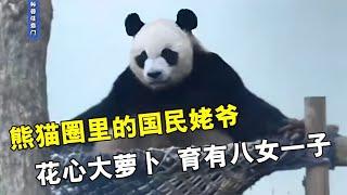 熊猫圈里的国民姥爷，花心大萝卜育有八女一子，科比熊生有多传奇【科普任意门】