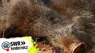 Wildschweine bei OLIs Wilde Welt | SWR Kindernetz