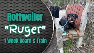 Best Rottweiler Trainer in Clarks Summit ||| OLK9 Lehigh Valley ||| 5.5 Month Old Rottie, Ruger