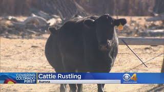 Cattle Rustler Steals Dozens Of Cows