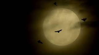 Flying Bats, Rural Ambience, Relaxation, Anxiety Relief, Stress Relief, Sound Sleep, Meditation,