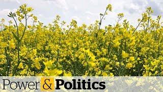 China cracks down on second Canadian canola company | Power & Politics