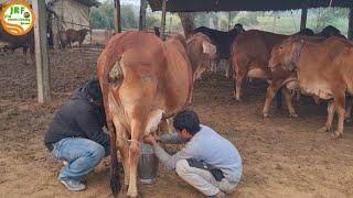 Monu भाई की #Sahiwal #गायें इतना दूध कैसे देती हैं? #Live #Milking Video.