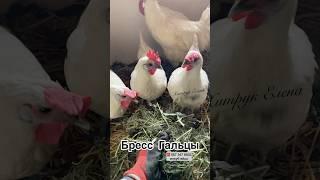 Купить инкубационное яйцо Бресс Гальцы мясо яичная порода, племенное хозяйство Хитрук Елена Украина
