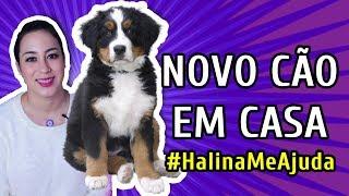 COMO ADAPTAR UM NOVO CACHORRO AO CÃO ANTIGO DA CASA | #HalinaMeAjuda