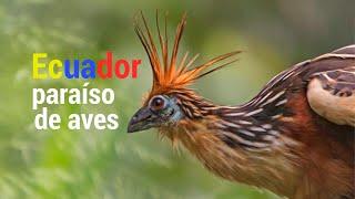 Ecuador paraíso de aves