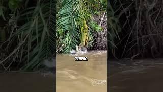 Jaguar vs Alligator Incredible Battle (@blueplanet) shortsVideo by @VidXiv on youtube