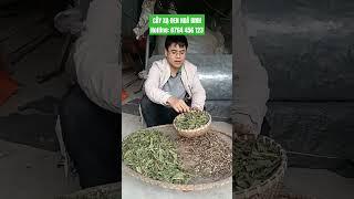 1kg cây xạ đen Hoà Bình 130k free ship