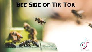 Bee Side of Tik Tok