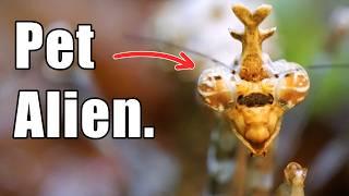 The Astonishing Transformation of a Praying Mantis