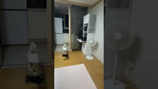 어질리티 연습?!