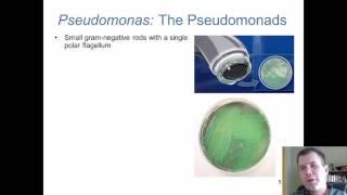 Chapter 20 - Gram Negative Bacilli of Medical Importance