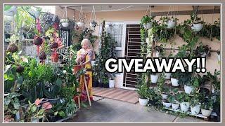 Panen Scindapsus Tricolor | Giveaway @mami amel