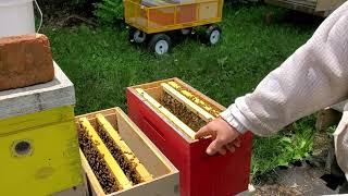 Checkerboarding a honey bee hive